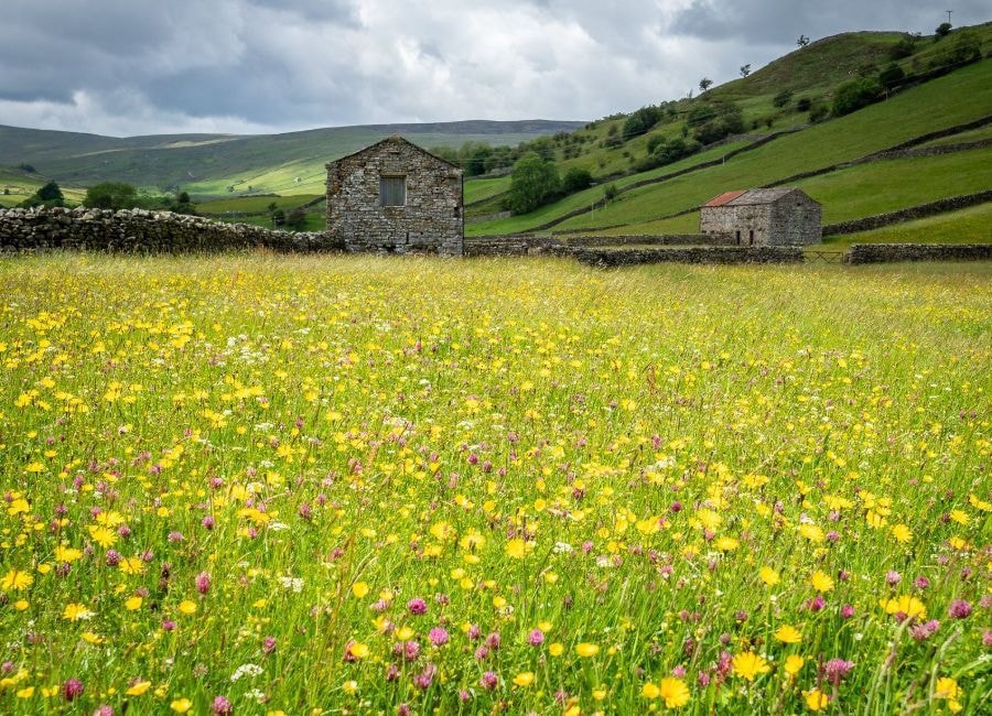 Birdwatching on the North Yorkshire Moors